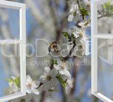 opened window to the garden with blossoming cherry-tree