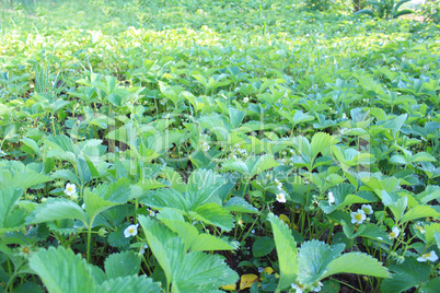 bed with flowers of strawberry