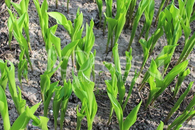 green sprouts of lilies of the valley in spring