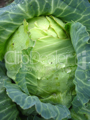 big head of green cabbage