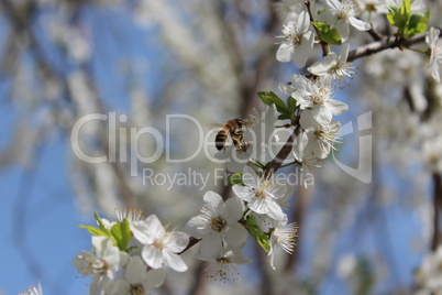 bee flying above the flower of cherry-tree