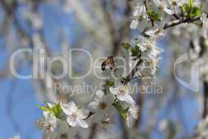 bee flying above the flower of cherry-tree