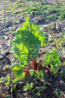 young sprout of a rhubarb in the spring