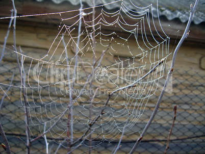 spider's web with dew