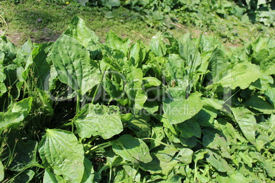 plant of ribwort
