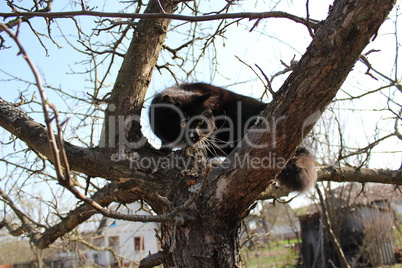 black cat climbing up the tree