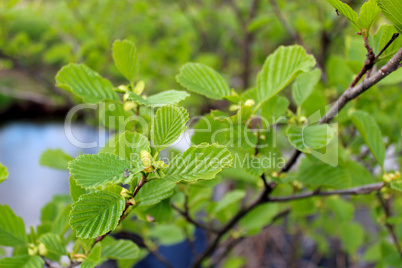 branch of alder in the spring