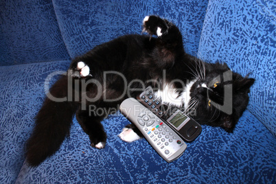 black cat plays with remote control and phone tube