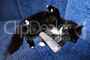 black cat plays with remote control and phone tube