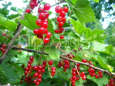 berry of a red currant on the bush