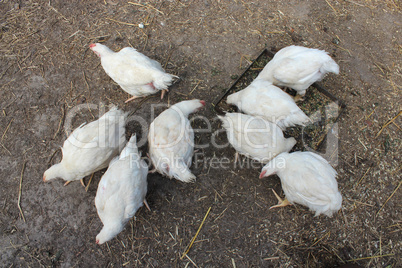 hens on a court yard