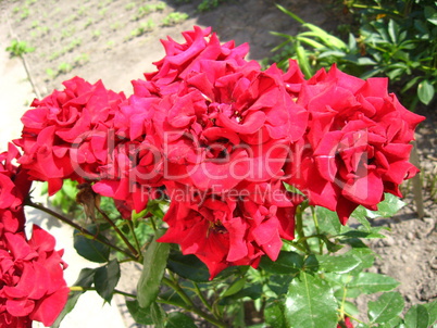 beautiful flower of red rose