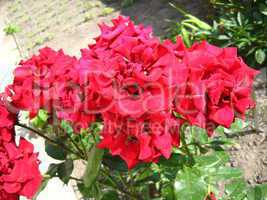 beautiful flower of red rose