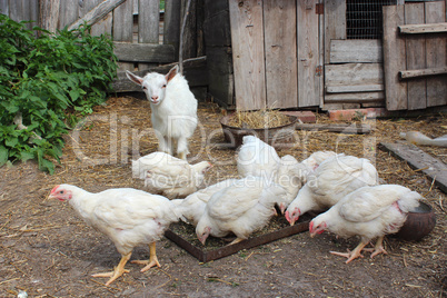 hens and young goat on a court yard