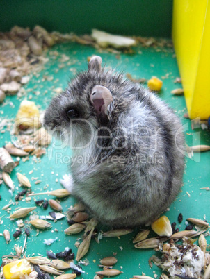 small grey and nice hamster