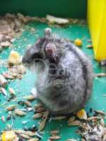 small grey and nice hamster