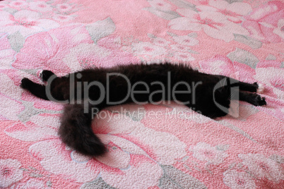 black cat lying prone on the matrimonial bed