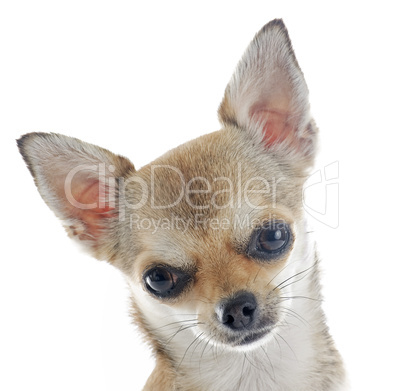 chiot chihuahua