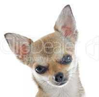 chiot chihuahua