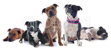 five staffordshire bull terrier
