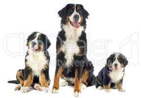 bernese moutain dogs