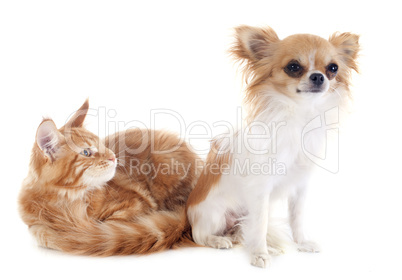 maine coon kitten and chihuahua