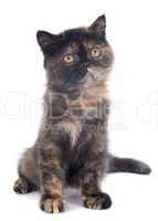 exotic shorthair kitten