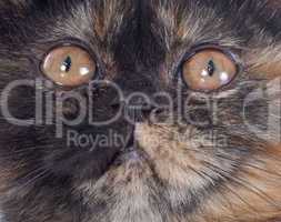 exotic shorthair kitten