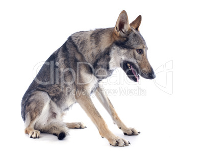 czechoslovakian wolfdog