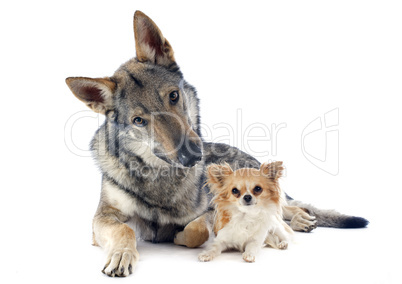 czechoslovakian wolfdog and chihuahua