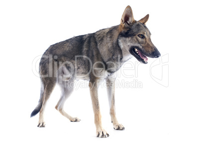 czechoslovakian wolfdog