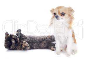 exotic shorthair kitten and chihuahua