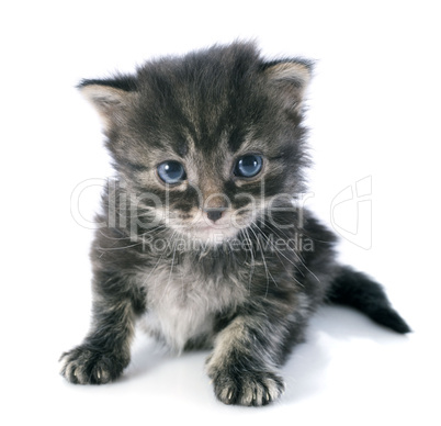 grey kitten