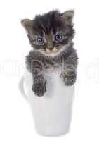 kitten in teacup