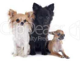 three little dogs