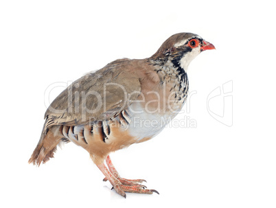 french partridge, alectoris rufa