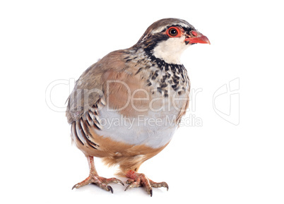 french partridge, alectoris rufa