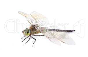 hawker dragonfly