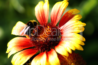 Hummel und Blüte