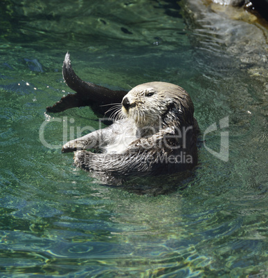 Wild Sea Otter