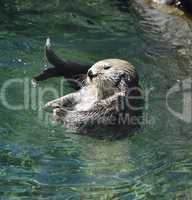 Wild Sea Otter