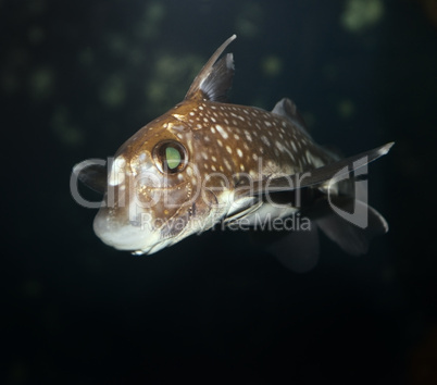 Spotted Ratfish