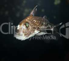 Spotted Ratfish