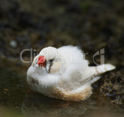 Zebra Finch Taking A Bath