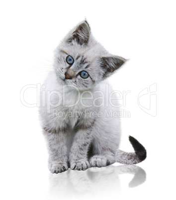 White And Brown Kitten