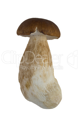 Boletus edulis Mushroom isoleted on White Background