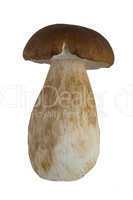 Boletus edulis Mushroom isoleted on White Background