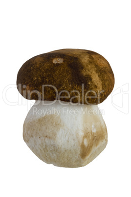 Boletus edulis Mushroom isoleted on White Background