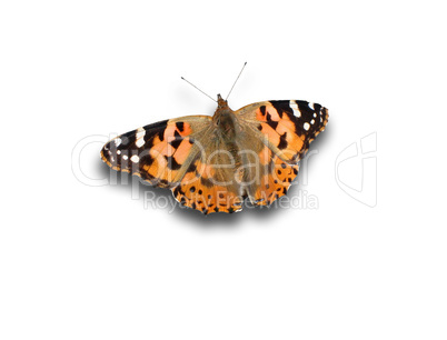 Distelfalter / Vanessa Cardui