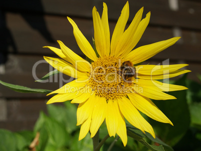 hummel auf sonnenblume